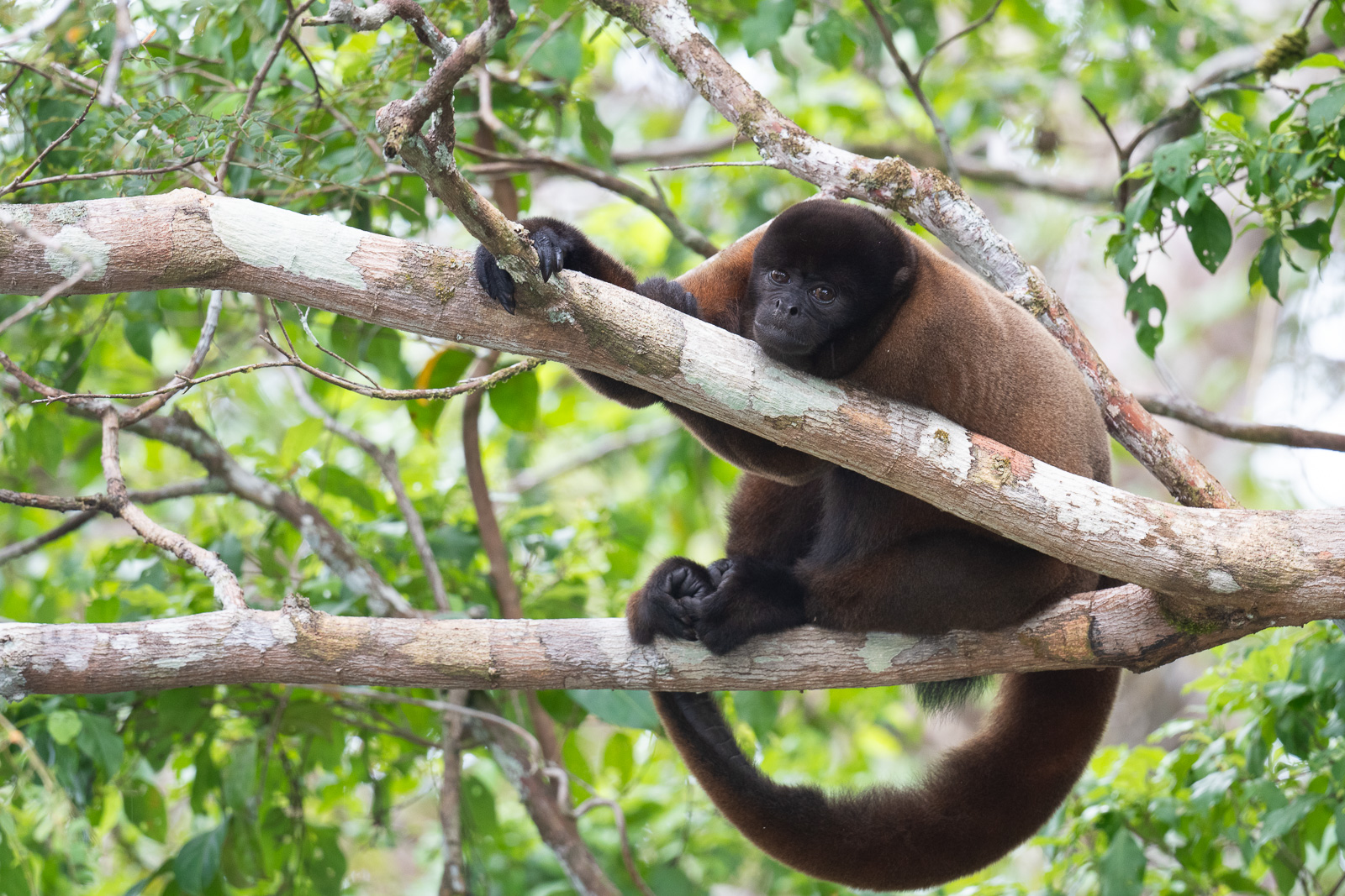 Common Woolly Monkey, Peru
