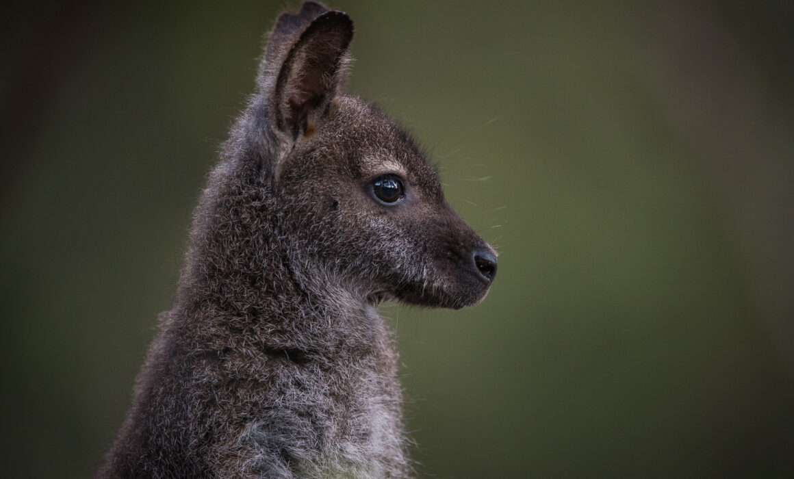 Bennett's Wallaby, Bruny Island, Tasmania, Australia