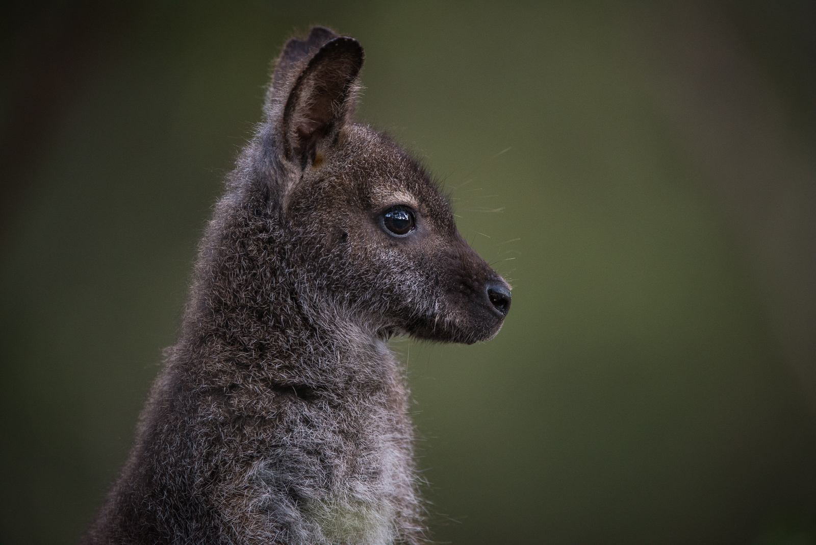 Bennett's Wallaby, Bruny Island, Tasmania, Australia