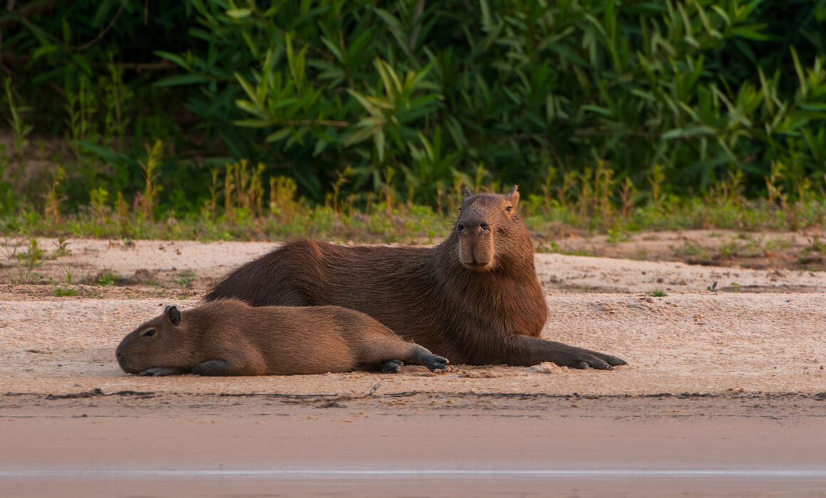 Capybaras, Brazil