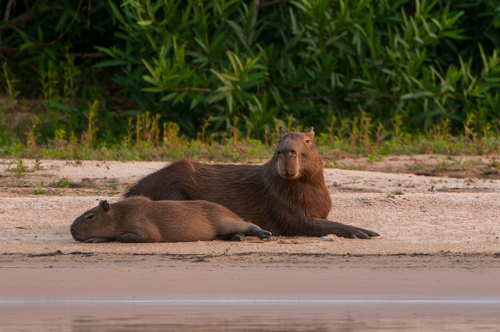 Capybaras, Brazil