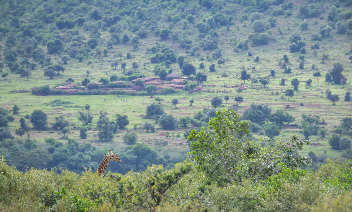 Giraffe and Masai Village, Masai Mara, Kenya