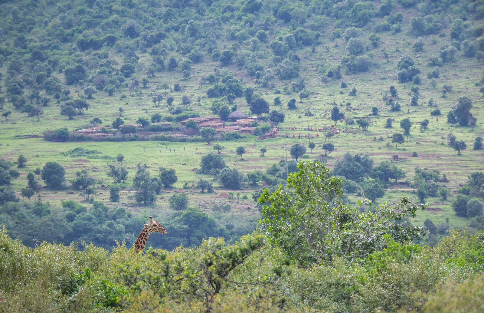 Giraffe and Masai Village, Masai Mara, Kenya