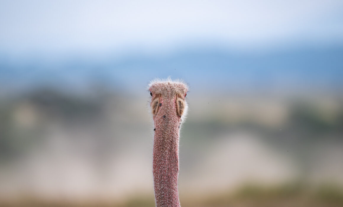 Ostrich Backside, Nairobi National Park, Kenya