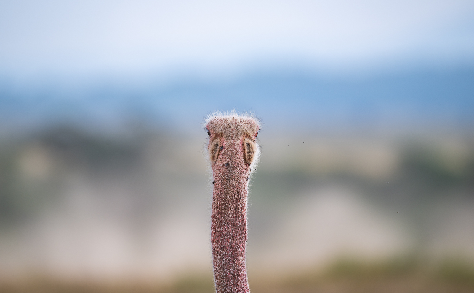 Ostrich Backside, Nairobi National Park, Kenya
