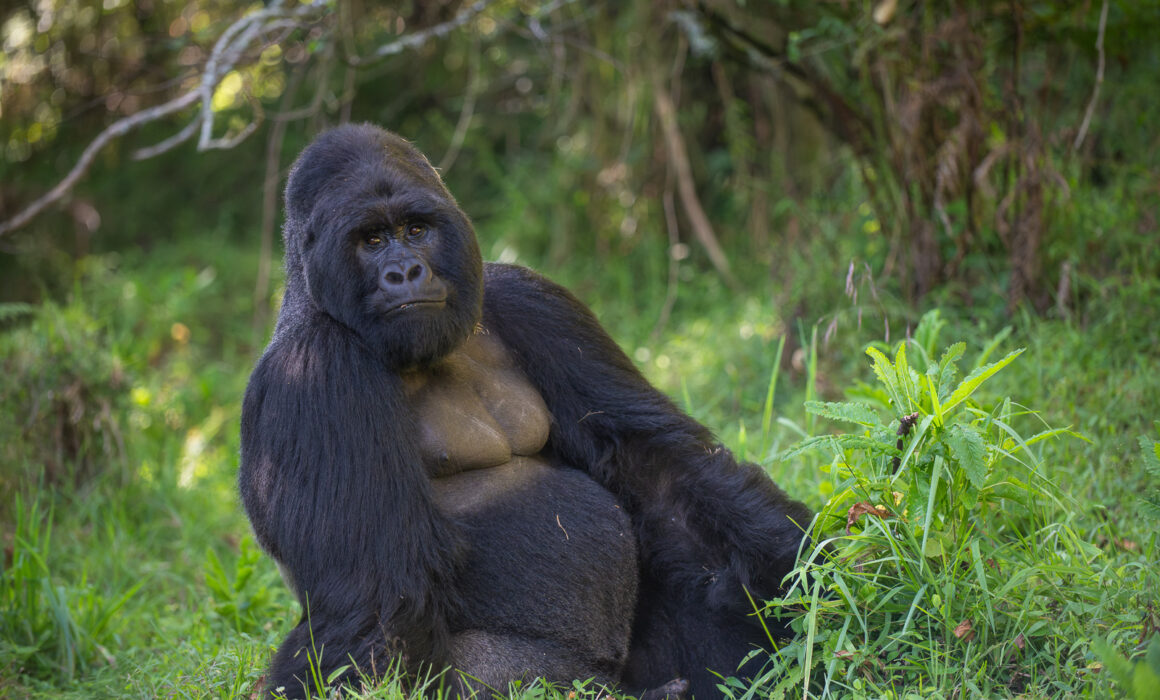 Silverback Mountain Gorilla, Mgahinga, Uganda