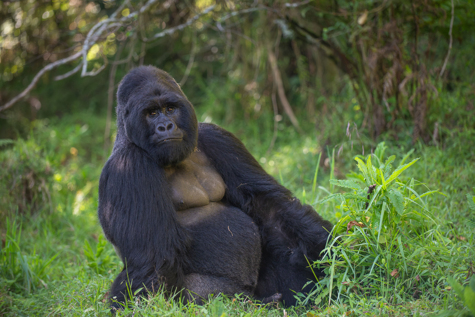 Silverback Mountain Gorilla, Mgahinga, Uganda