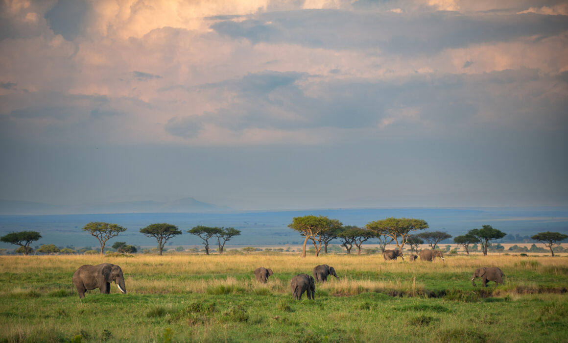 Elephant Landscape, Masai Mara, Kenya