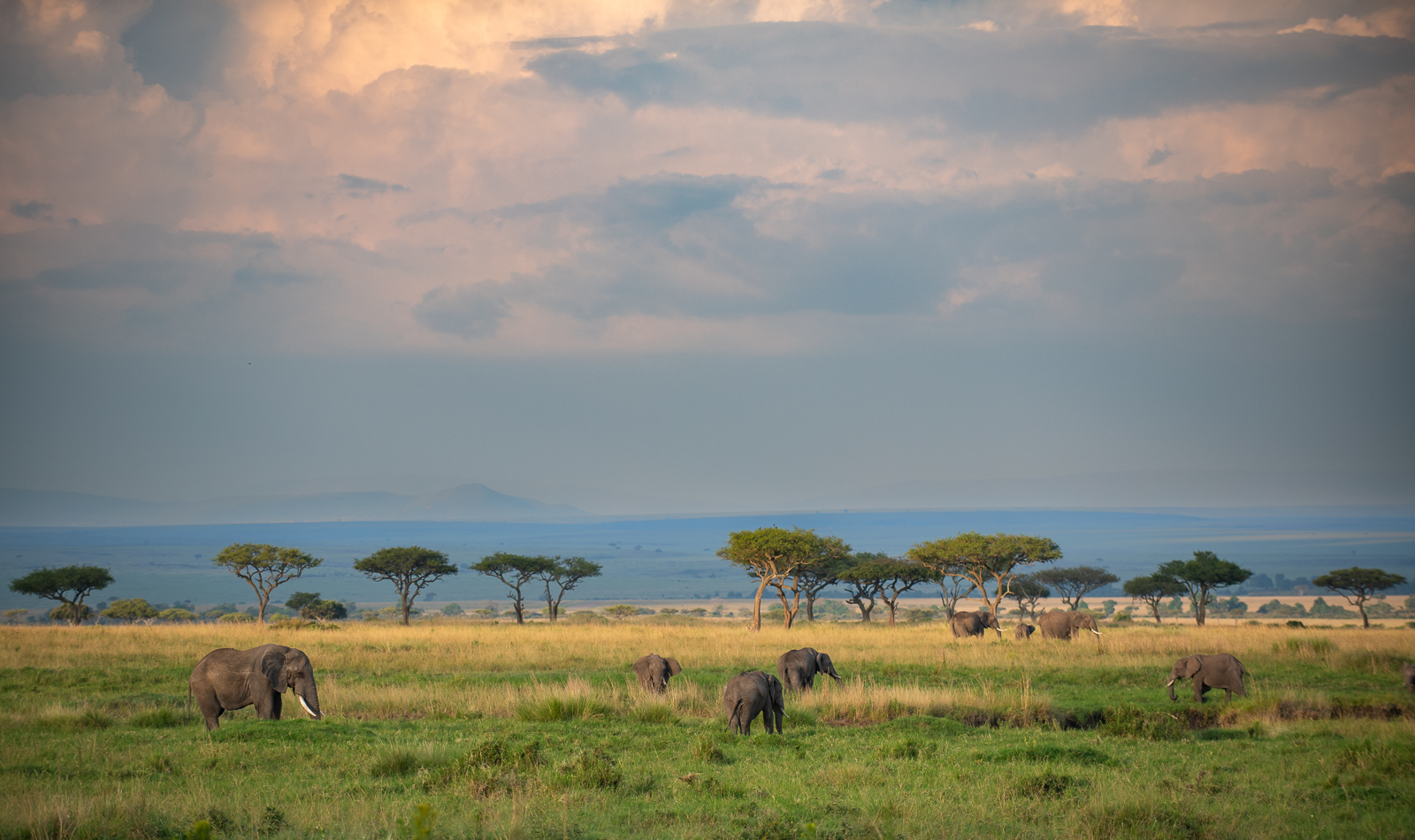 Elephant Landscape, Masai Mara, Kenya