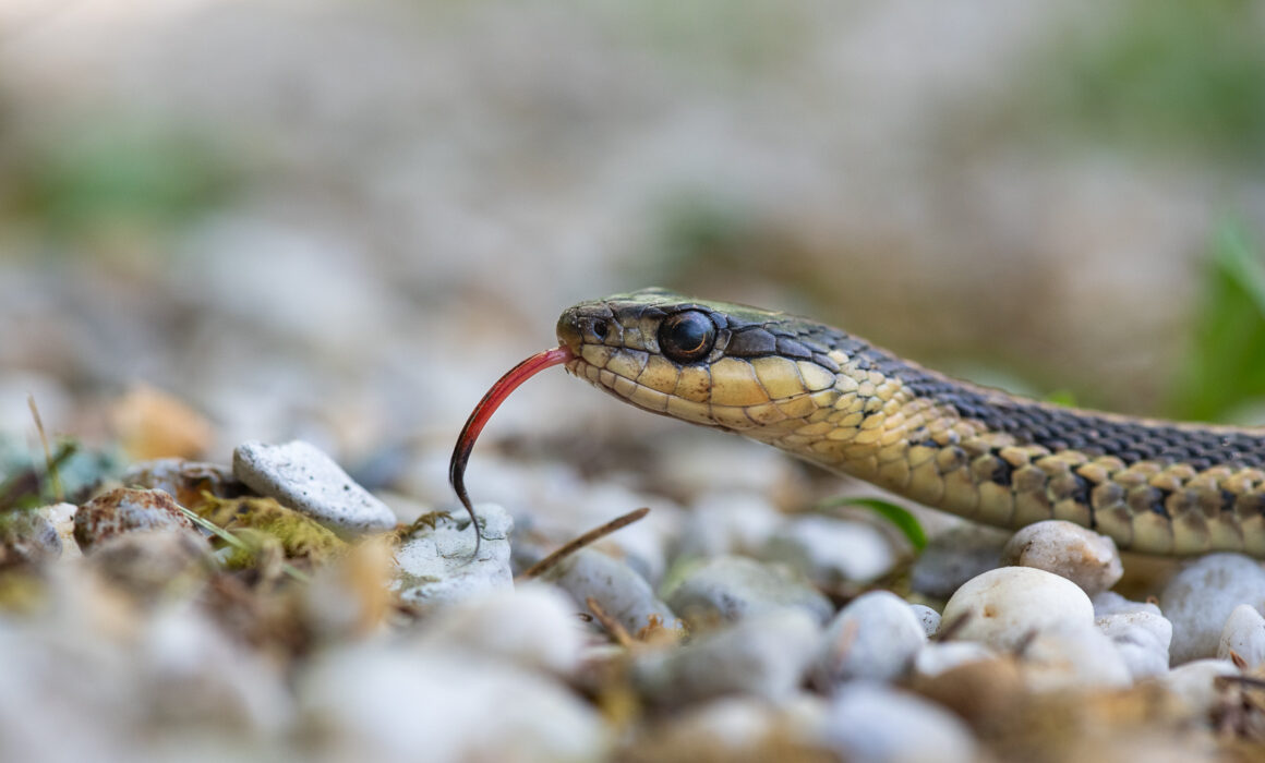 Common Garter Snake, Connecticut