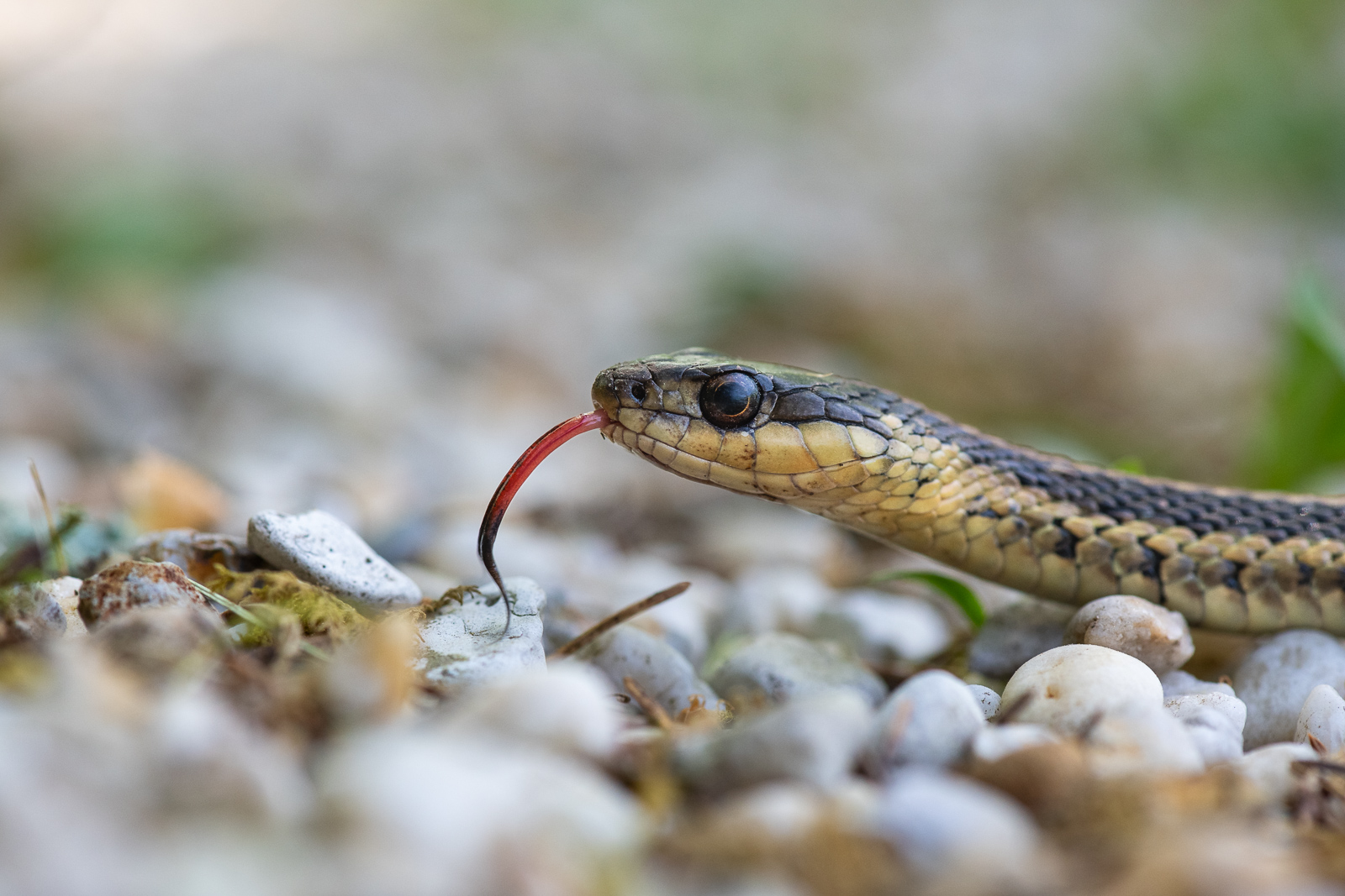Common Garter Snake, Connecticut