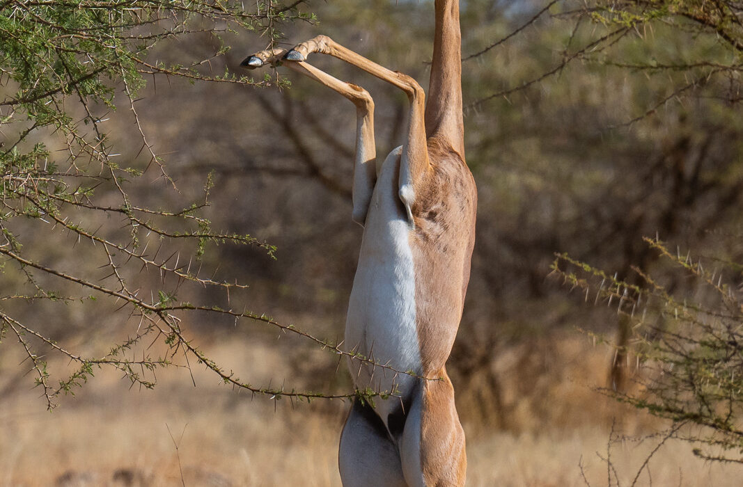 Gerenuk, Samburu, Kenya