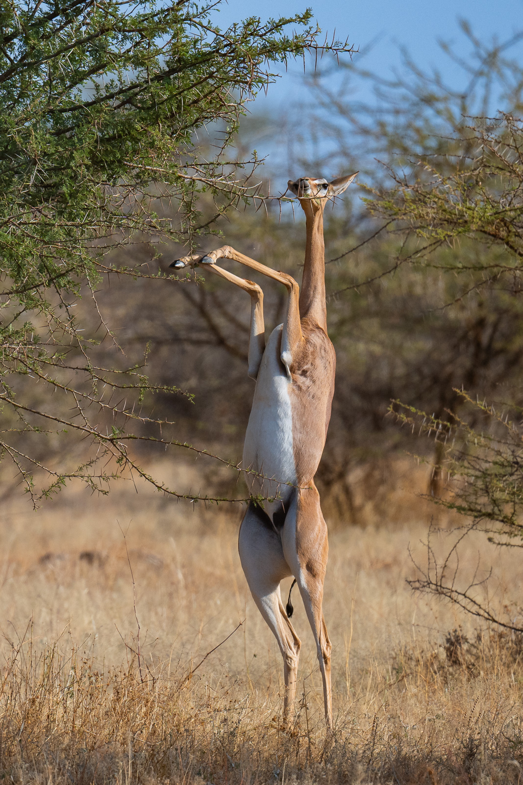 Gerenuk, Samburu, Kenya