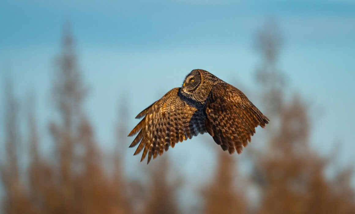Great Grey Owl, Minnesota