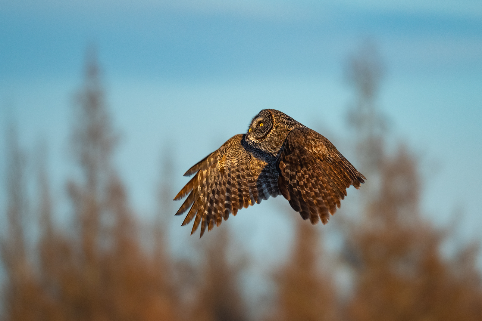Great Grey Owl, Minnesota