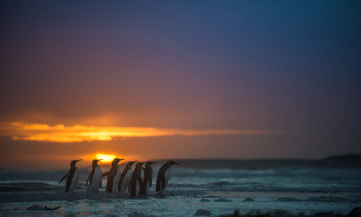 King Penguins, Falkland Islands