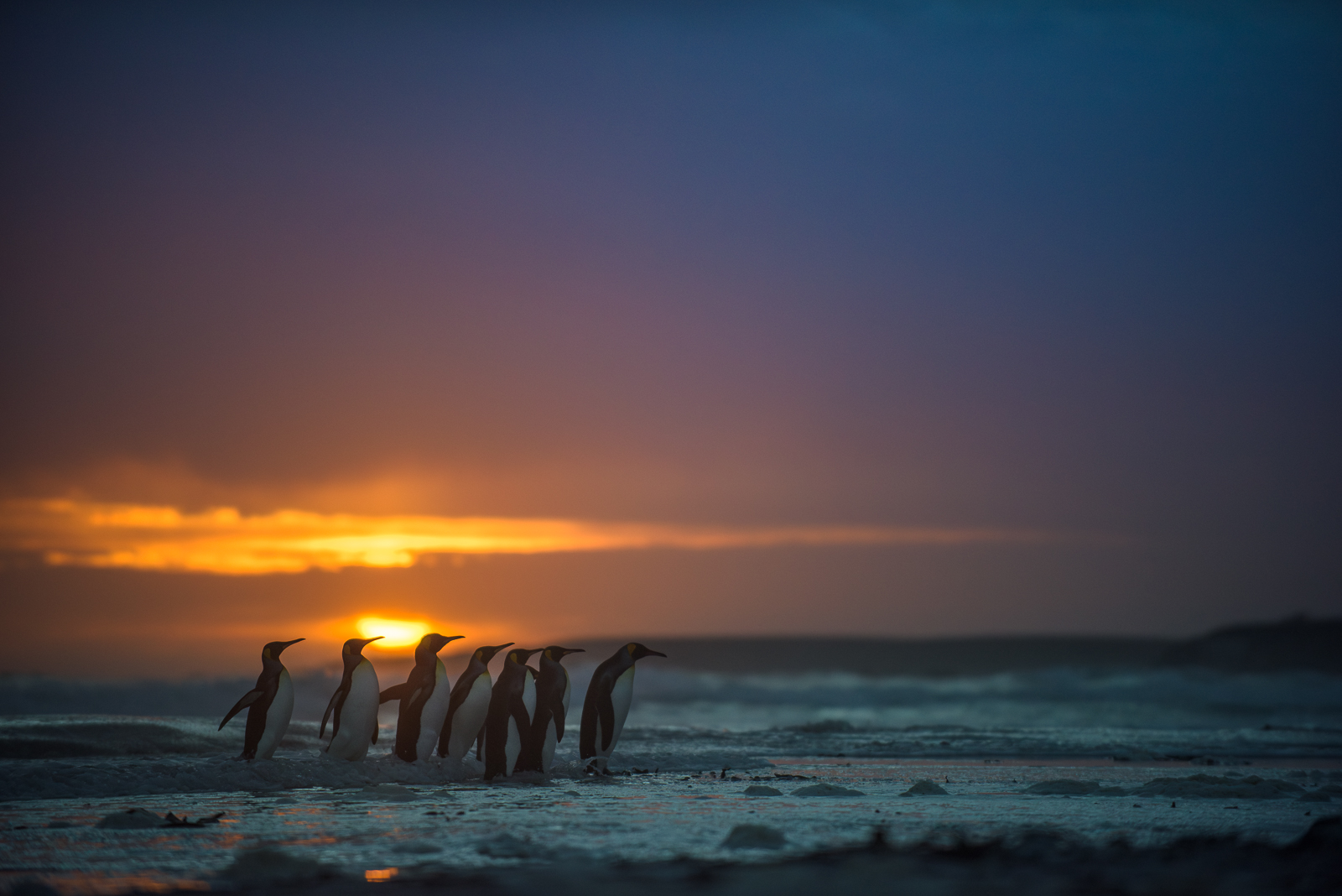 King Penguins, Falkland Islands