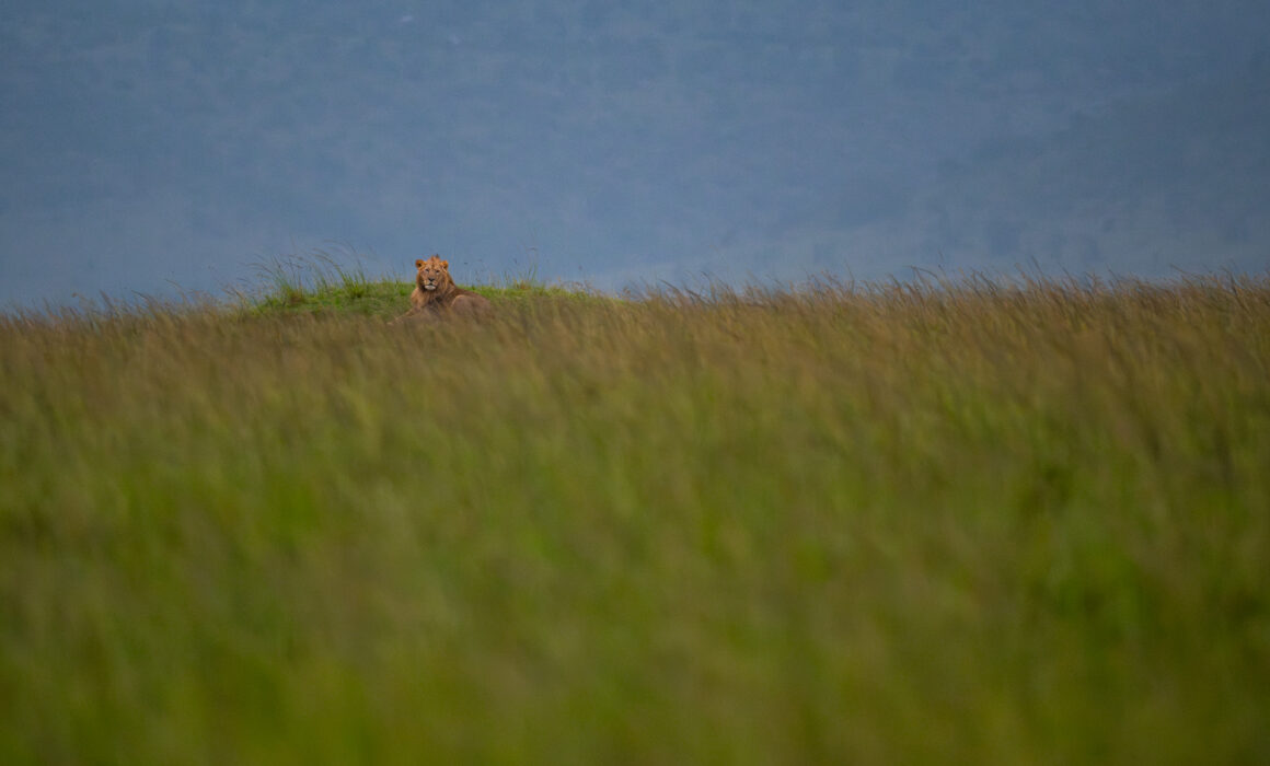 Male Lion, Masai Mara, Kenya