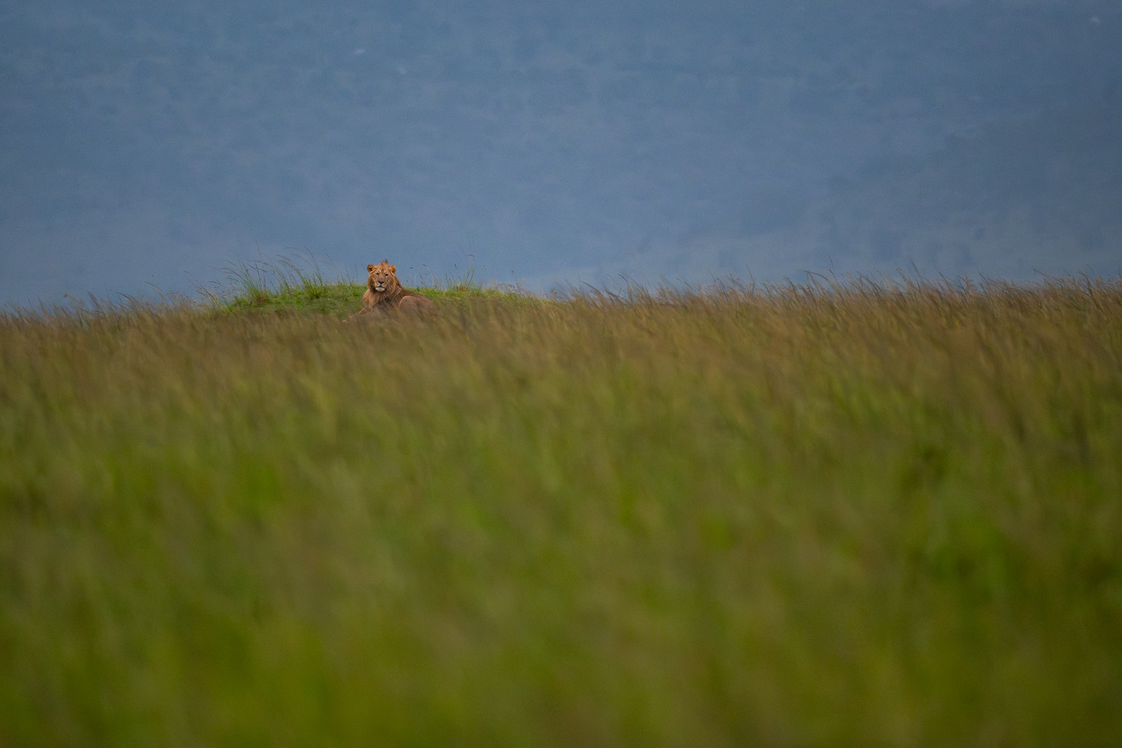 Male Lion, Masai Mara, Kenya
