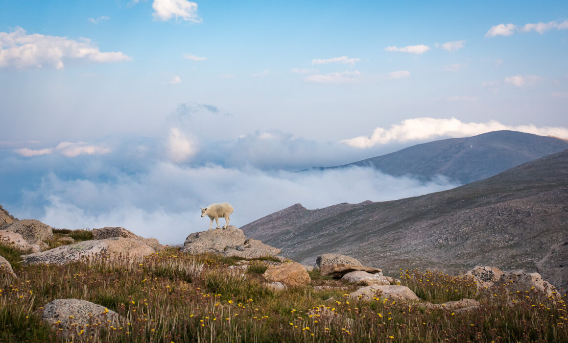 Mountain Goat Kid, Colorado