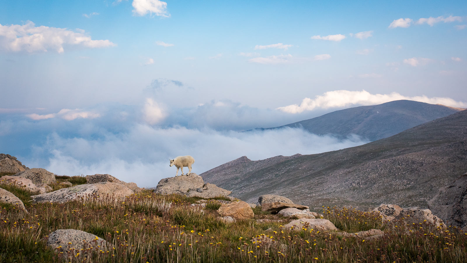 Mountain Goat Kid, Colorado
