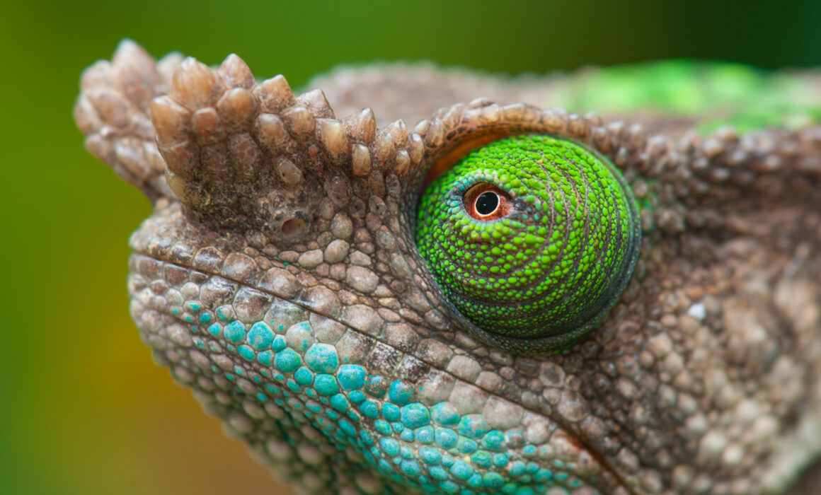 Parson's Chameleon, Madagascar