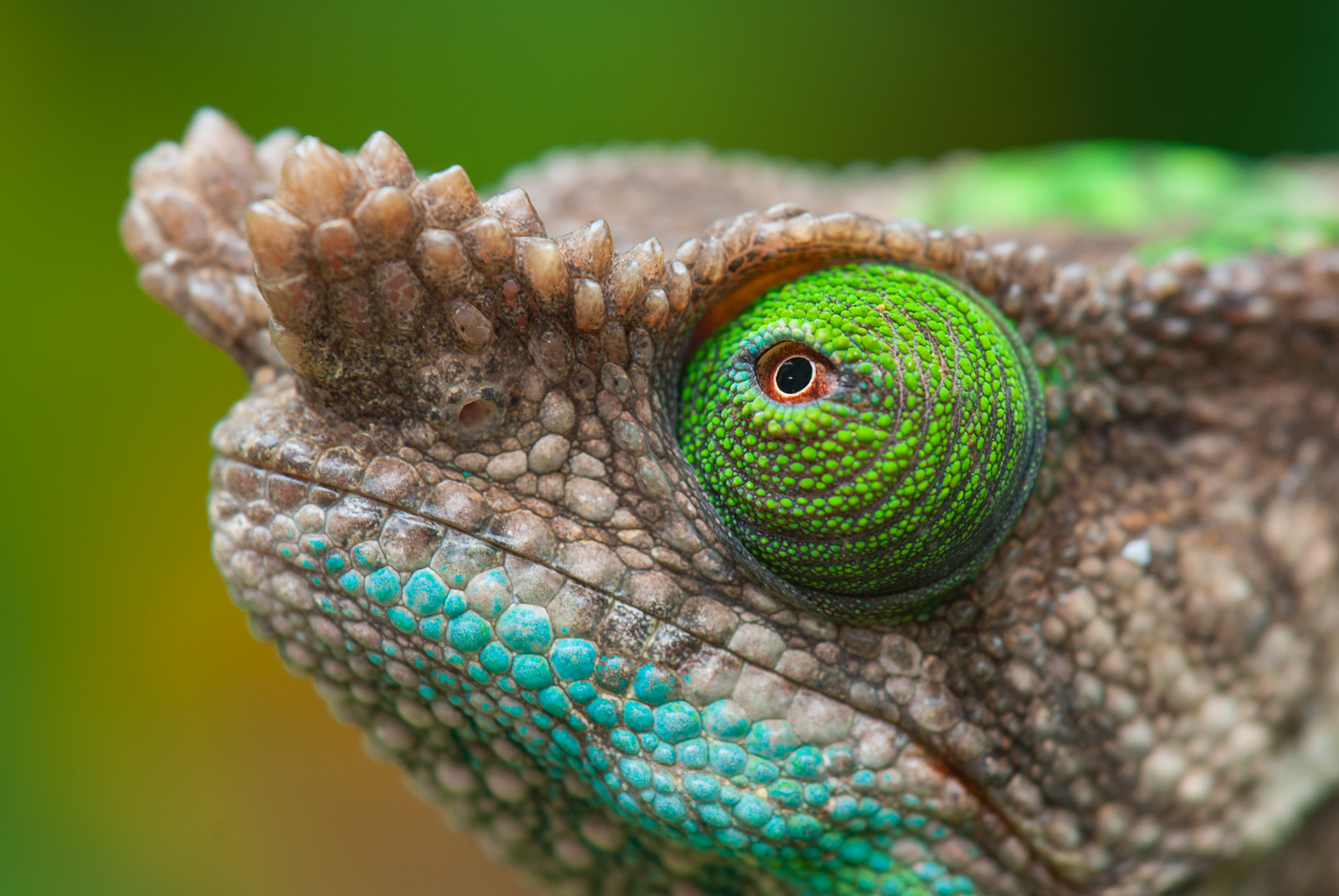 Parson's Chameleon, Madagascar