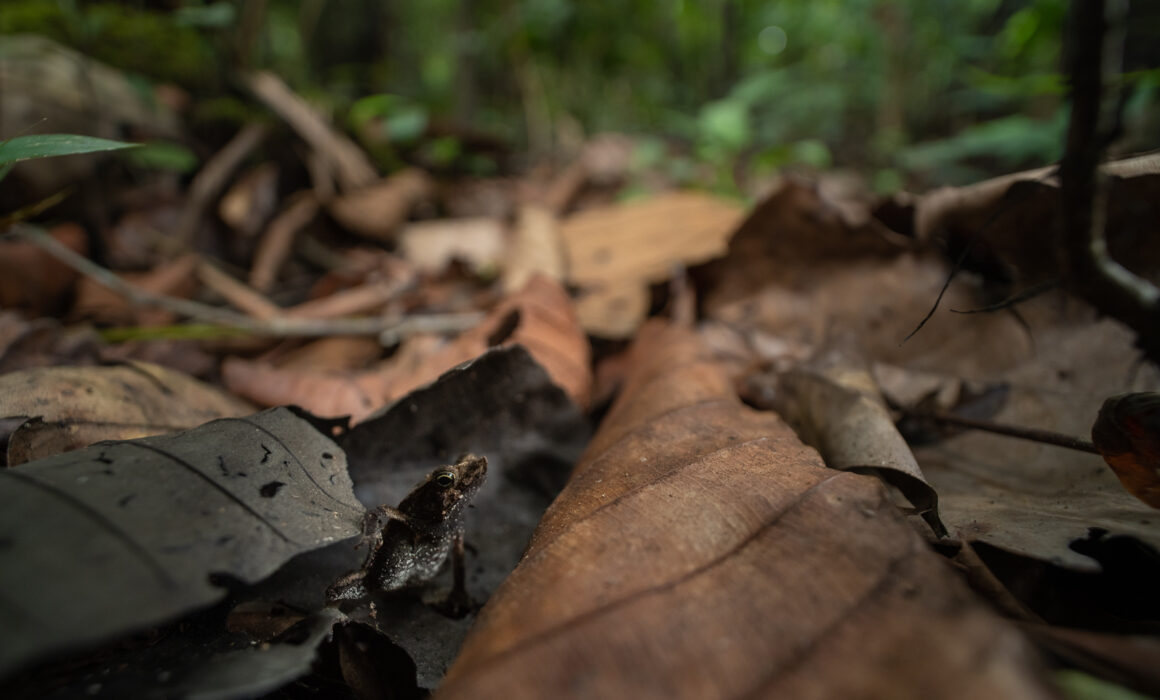 Sharp-Nosed Toad, Peru