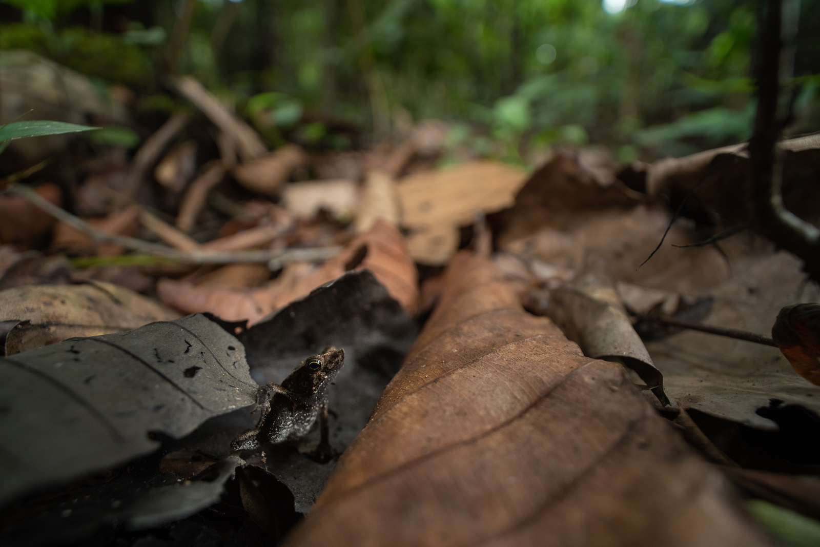Sharp-Nosed Toad, Peru
