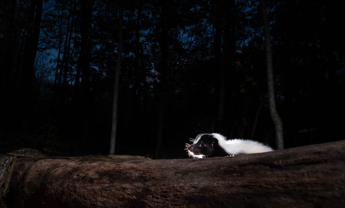 Eastern Striped Skunk, Connecticut