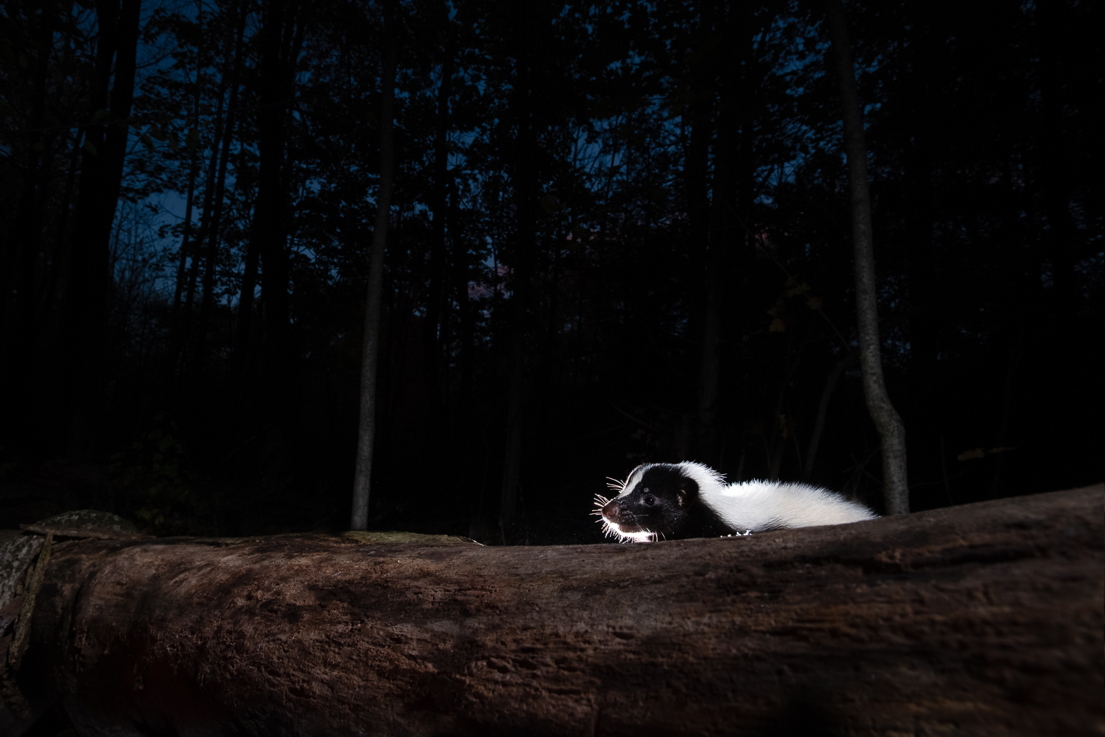 Eastern Striped Skunk, Connecticut