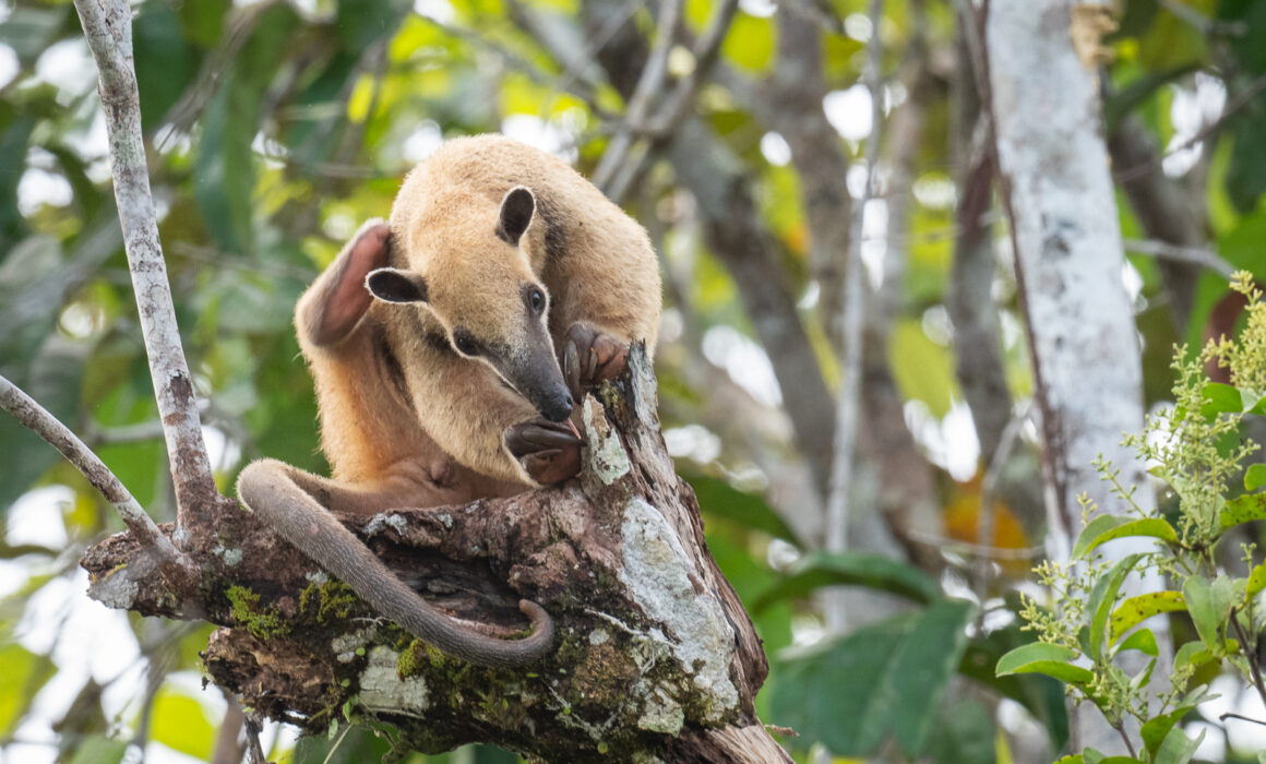 Southern Tamandua, Peru