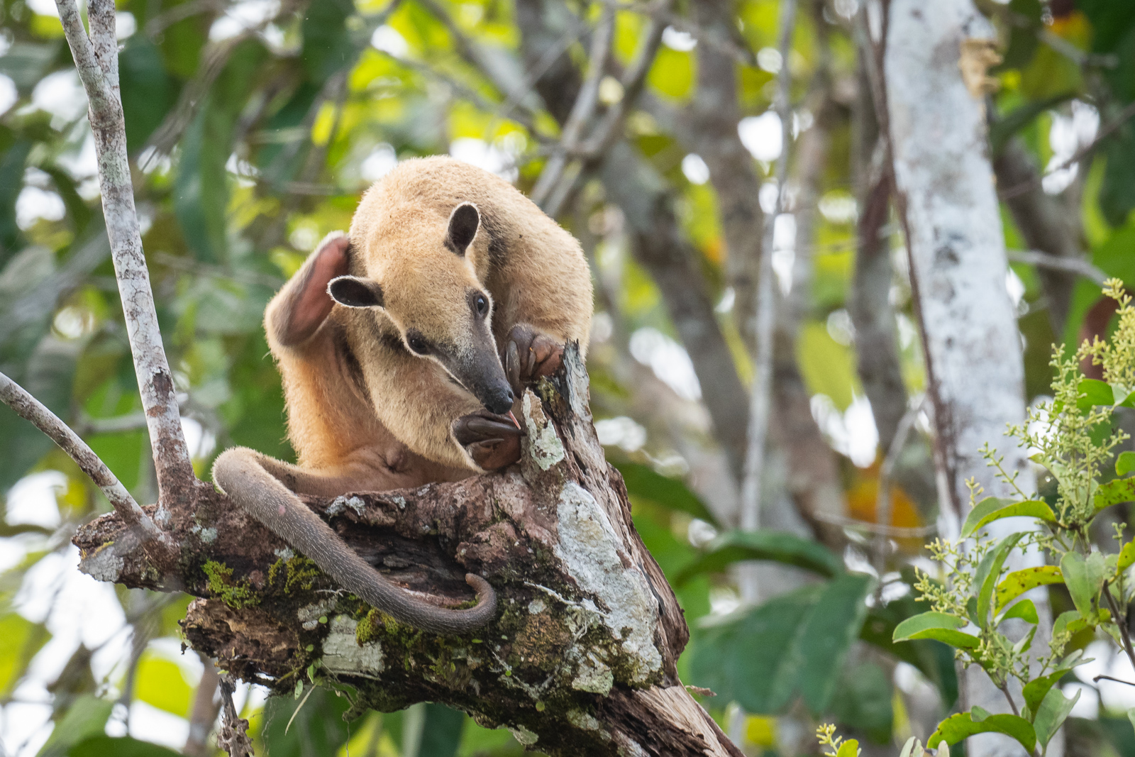 Southern Tamandua, Peru