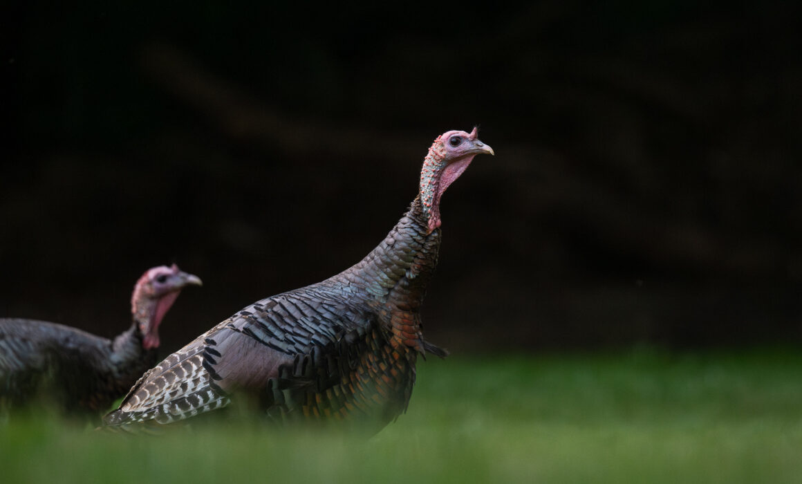 Wild Turkeys, Connecticut