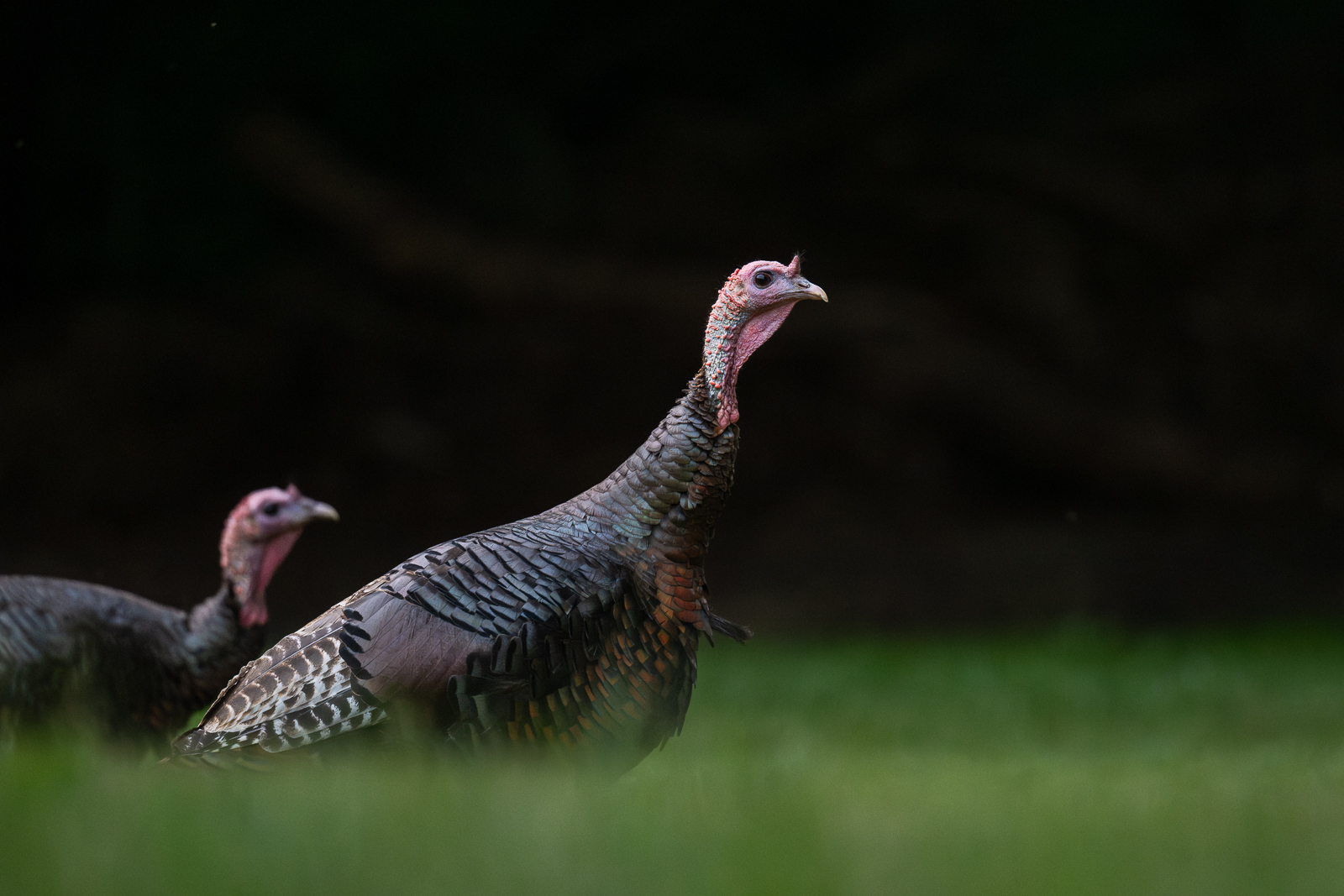 Wild Turkeys, Connecticut