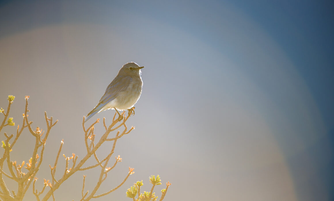 Mountain Bluebird, Yellowstone National Park, Wyoming