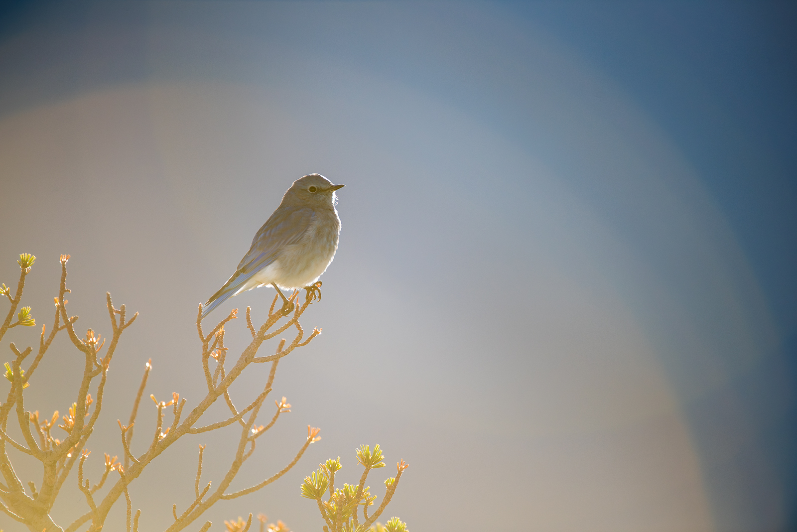 Mountain Bluebird, Yellowstone National Park, Wyoming