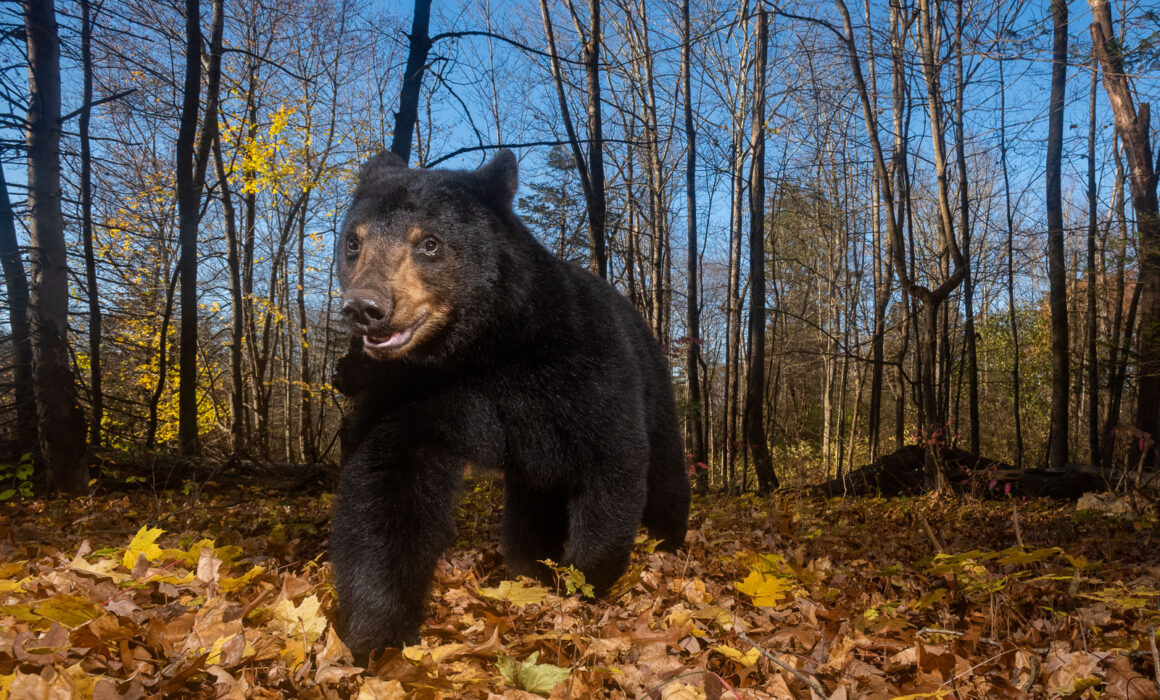 Black Bear, Farmington, Connecticut