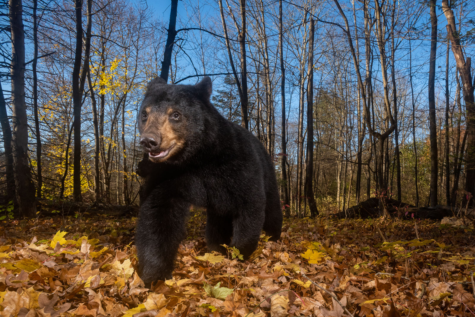 Black Bear, Farmington, Connecticut