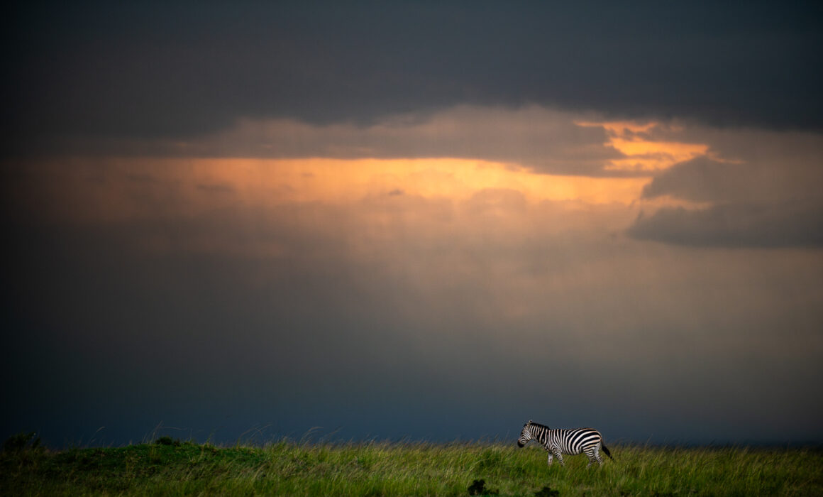 Zebra Under Stormy Sky, Masai Mara, Kenya