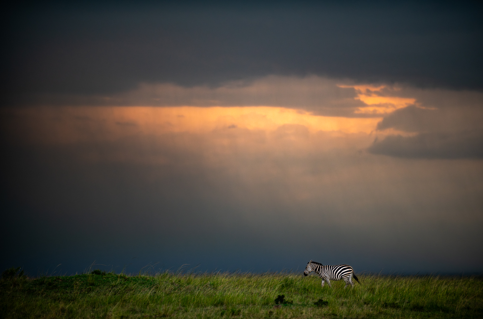 Zebra Under Stormy Sky, Masai Mara, Kenya