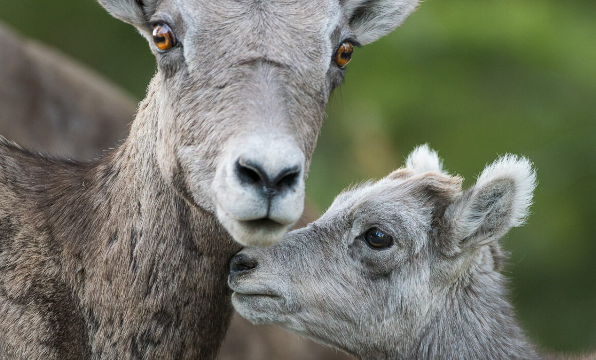 Bighorn Mother and Lamb, Yellowstone National Park, Wyoming