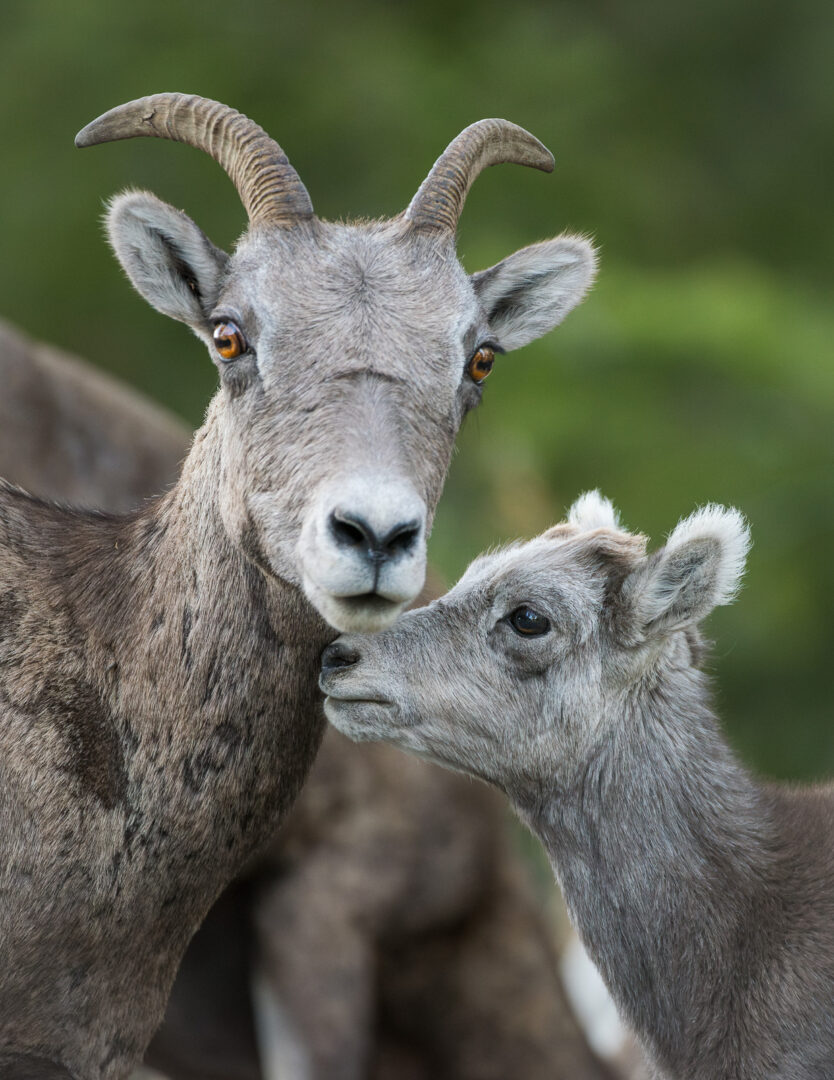 Bighorn Mother and Lamb, Yellowstone National Park, Wyoming