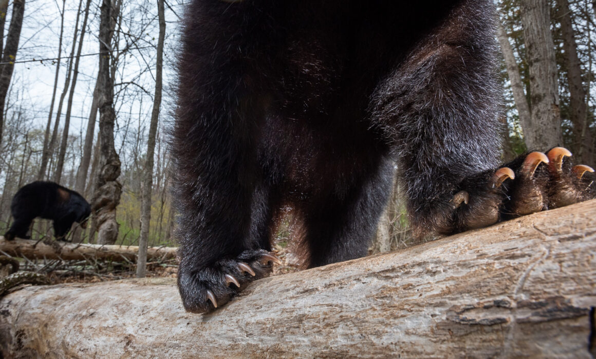 Black Bear Claws, Connecticut