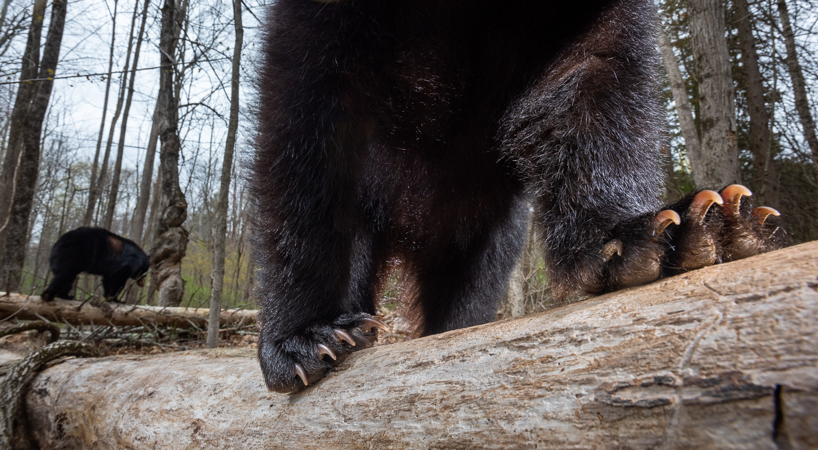 Black Bear Claws, Connecticut