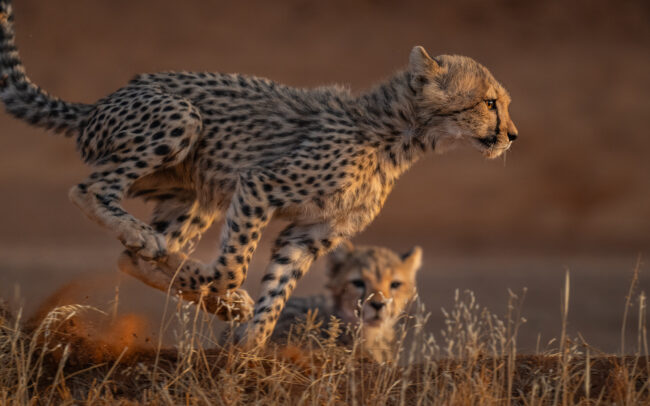 Racing Cheetah Cubs • Samburu National Reserve, Kenya