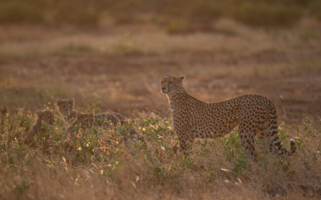 Cheetah Family • Samburu National Reserve, Kenya