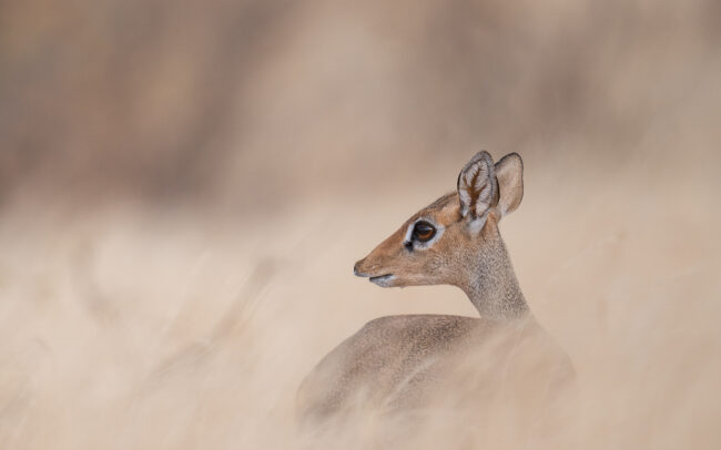 Dik Dik • Samburu National Reserve, Kenya