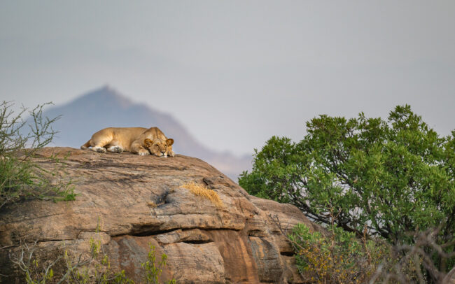 Lioness on Rock • Samburu National Reserve, Kenya