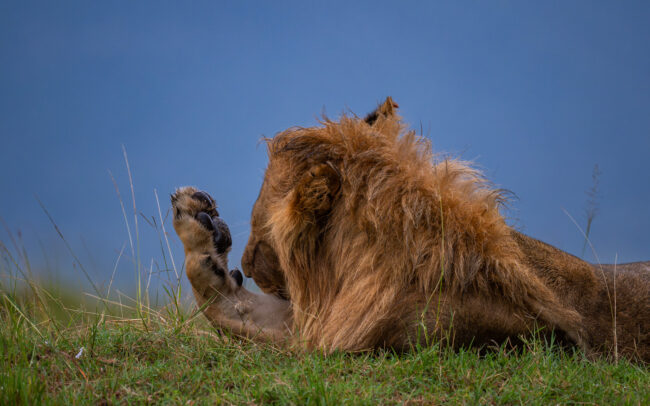 Lion's Paw • Masai Mara, Kenya